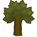 Teak tree