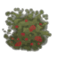 Raspberry bush.png