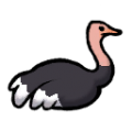 Male Ostrich east.png